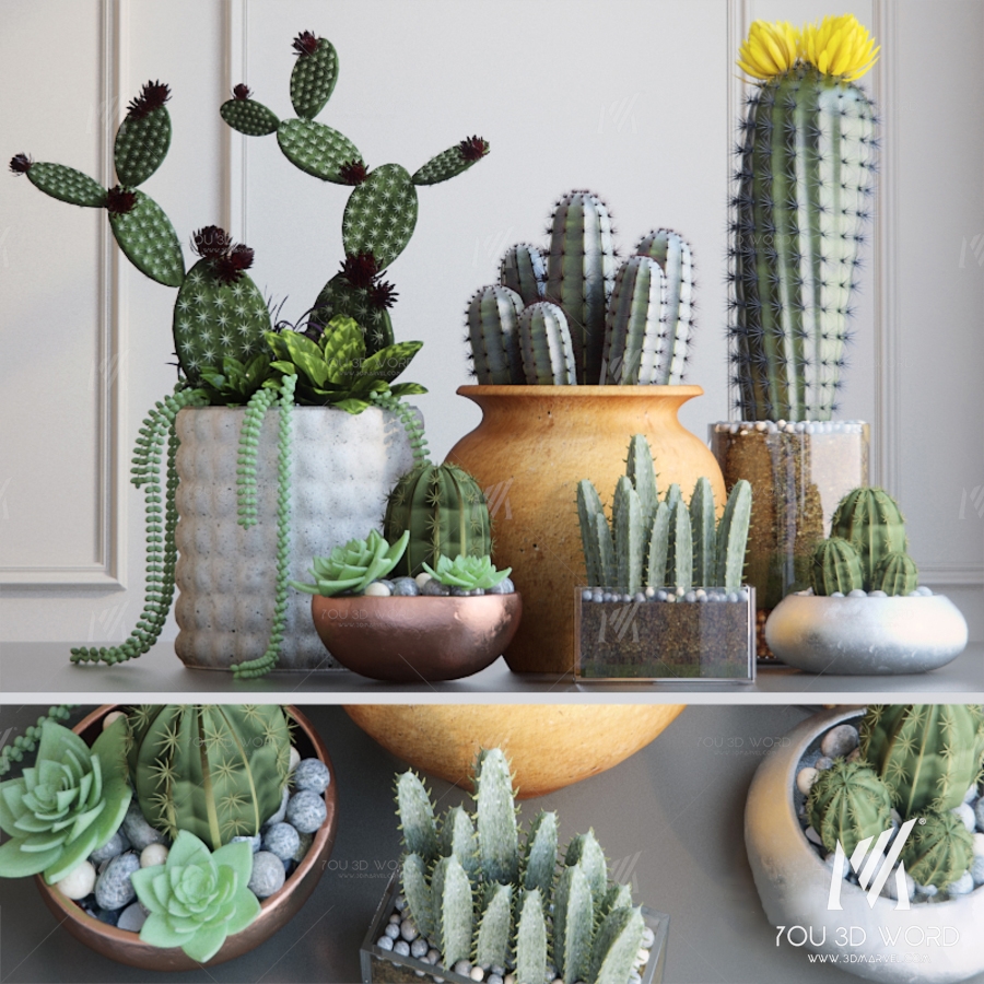 Cacti